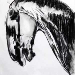 Horse Head Study